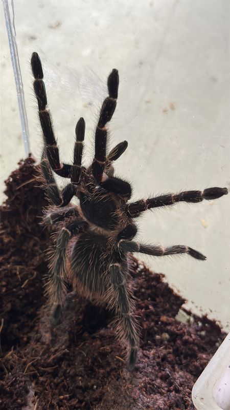 Salmon Pink Birdeater (L.parahybana) Adult Female