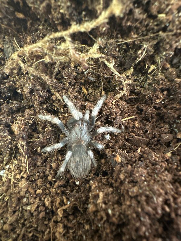 B. Red &amp; White Knee 2-3cm Slings - N. Chromatus US