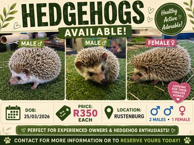 Hedgehogs