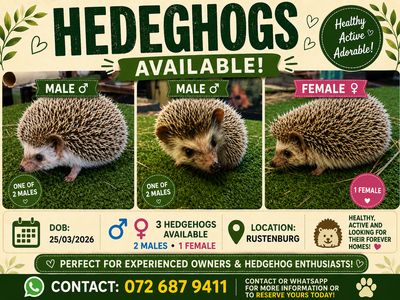 Hedgehogs