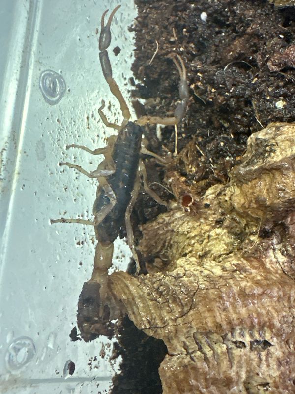 Scorpion