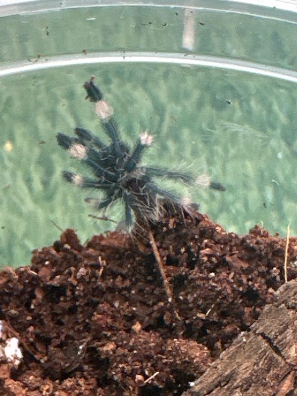 Trinidad Chevron Slings - (P. cambridgei)
