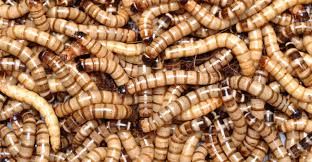 Superworms x 50