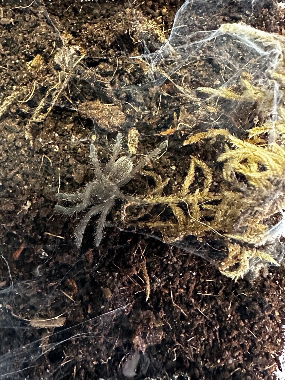 Asian Fawn (Chilobrachys Huahini) Slings Asian Fawn (Chilobrachys Huahini) Slings