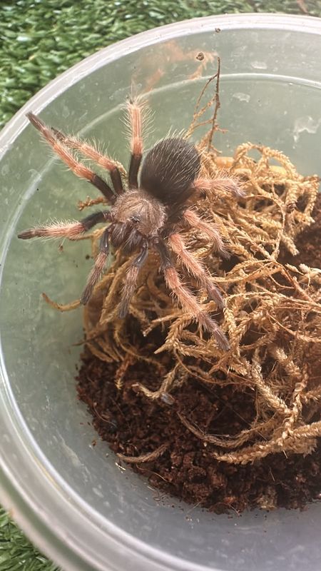 Fire Leg 4cm - B. Boehmei Fire Leg 4cm - B. Boehmei