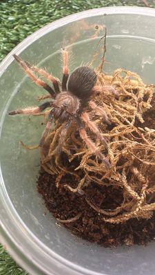 Fire Leg 4cm - B. Boehmei