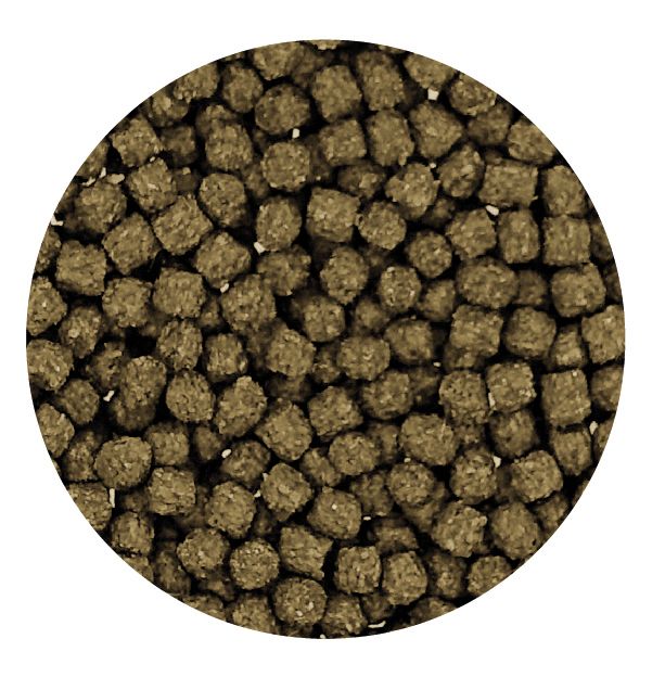 SV Spirulina - MEDIUM