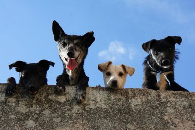 For Dog Lovers