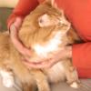 Animal Massage