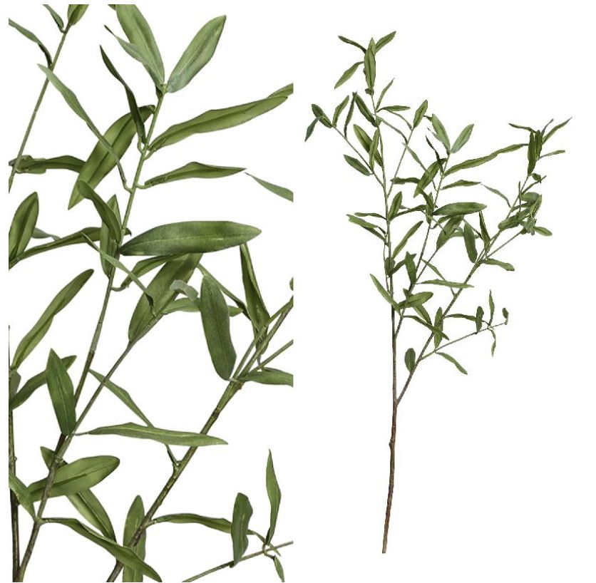 Olive Branch