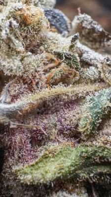 Super silver haze AAAA+