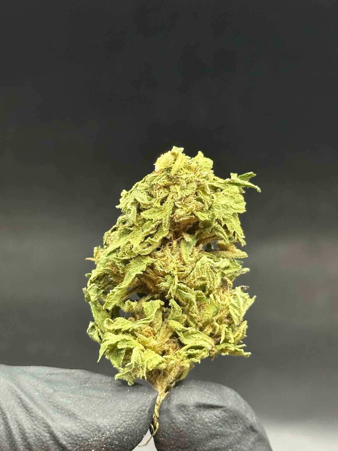 Jolly Rancher OG 30$/oz