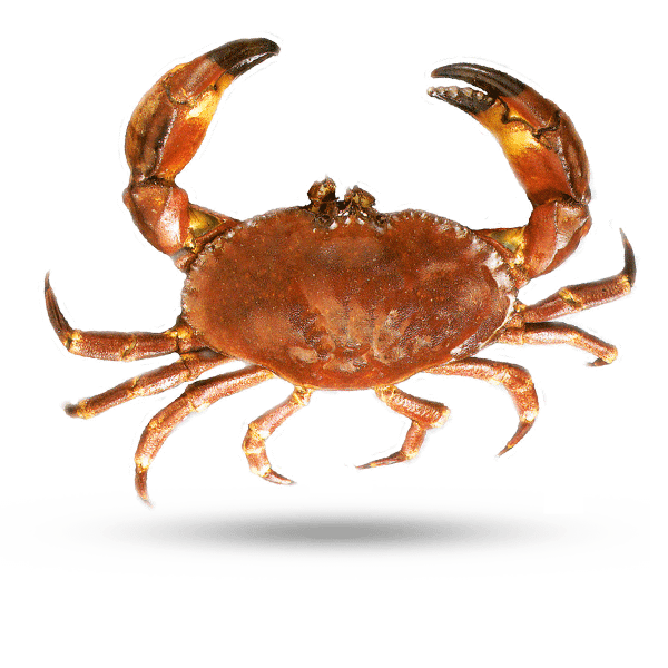 Stone Crab石头蟹