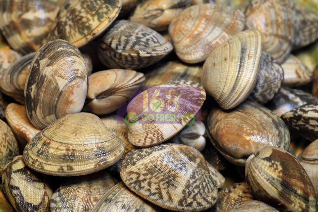 Steamer Clams大花蜆(花蛤)