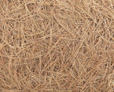 PINE STRAW