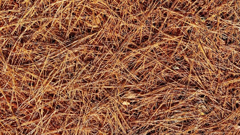 PINE STRAW