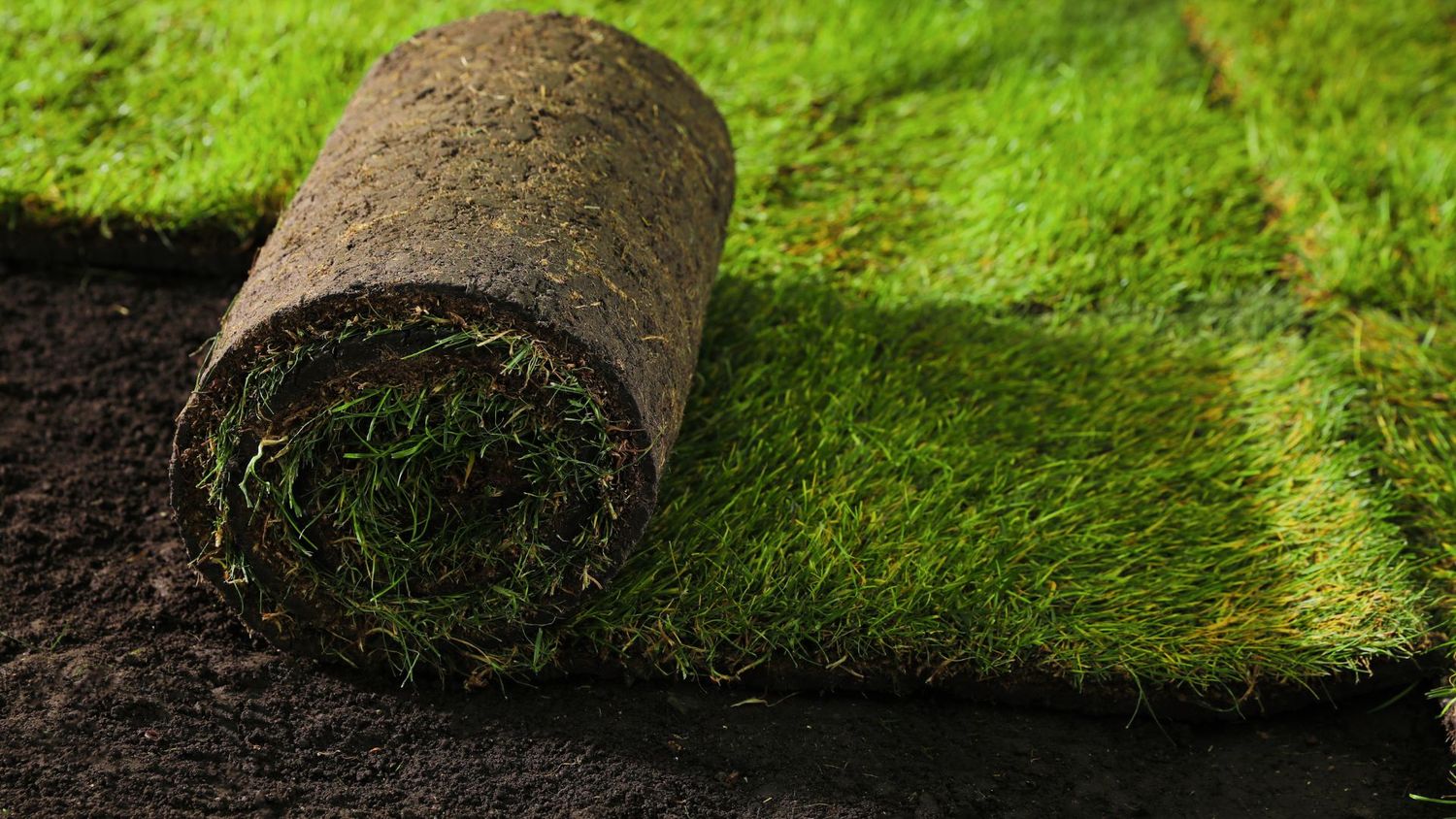 SOD-BERMUDA