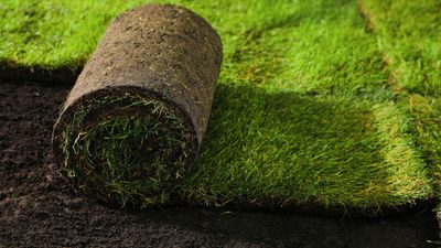 SOD-BERMUDA SOD-BERMUDA