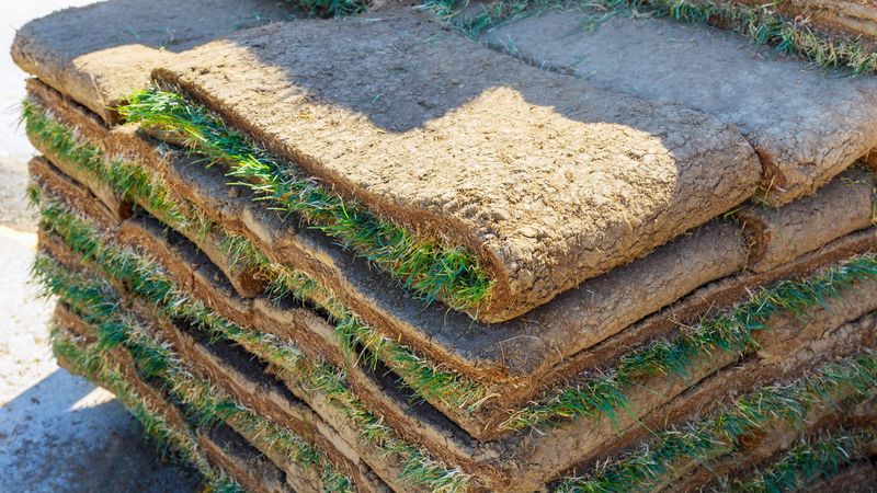 SOD-CENTIPEDE