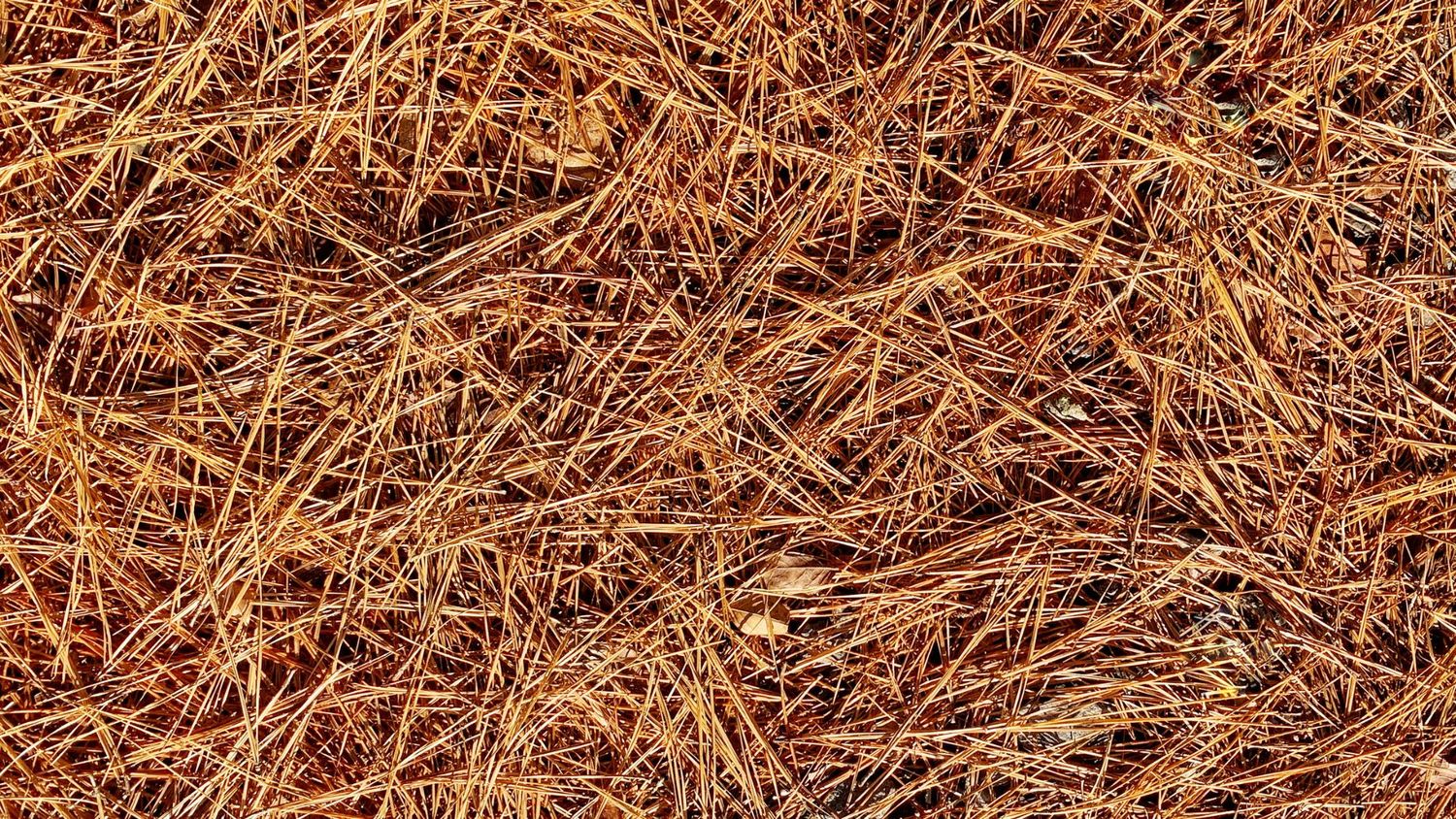 PINE STRAW