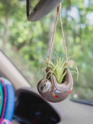 Natural Life Faux Succulent Car Charm - Grey Sloth
