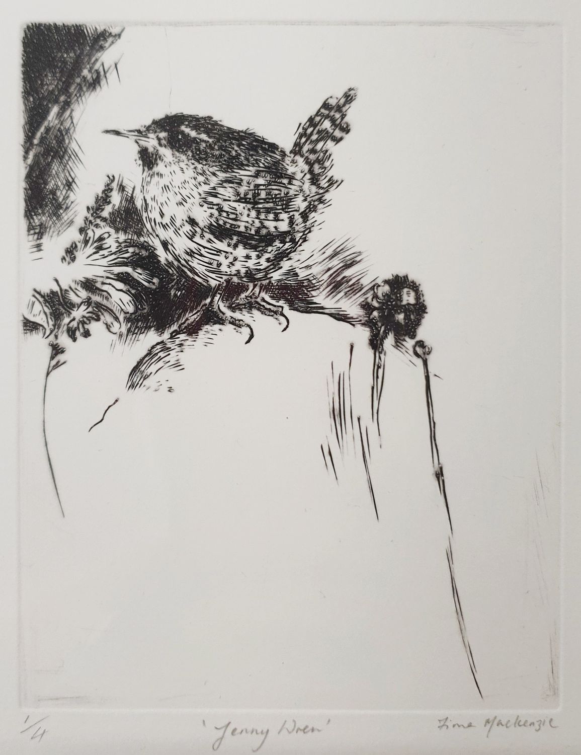 Jenny Wren by Fiona Mackenzie