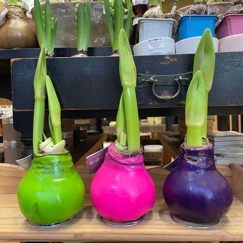 no water - waxed amaryllis