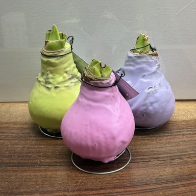 no water - waxed amaryllis