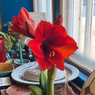 no water - waxed amaryllis