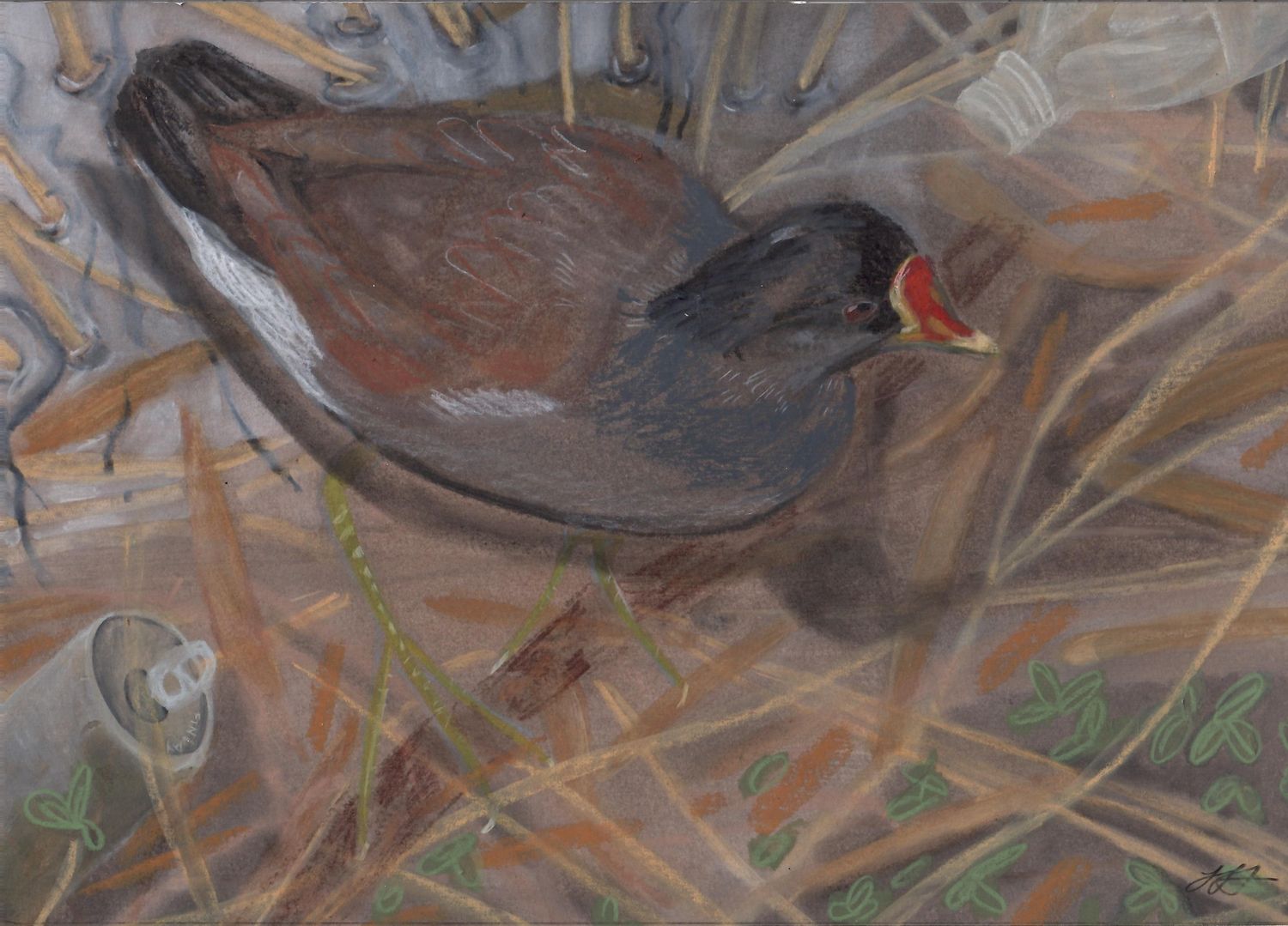 Moorhen by Han Fraise