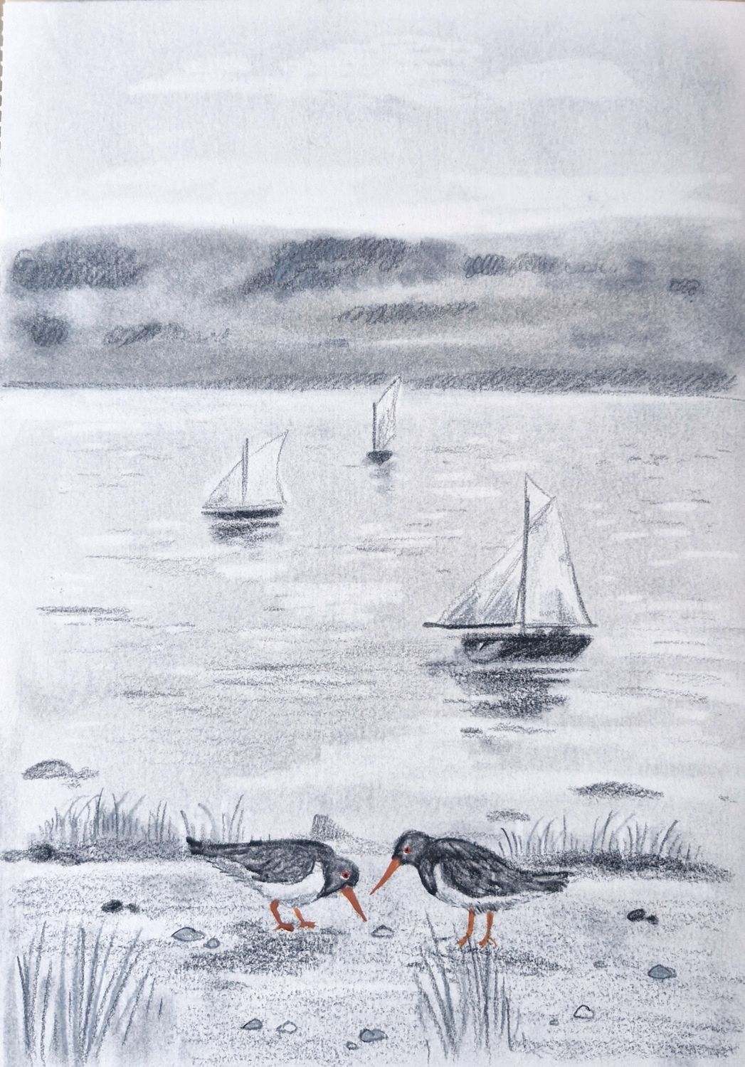 Oystercatchers by Han Frase