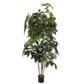 Schefflera Boom 195cm