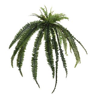 Boston Fern 120cm Green