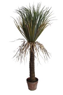Wild Yucca Tree 110 cm