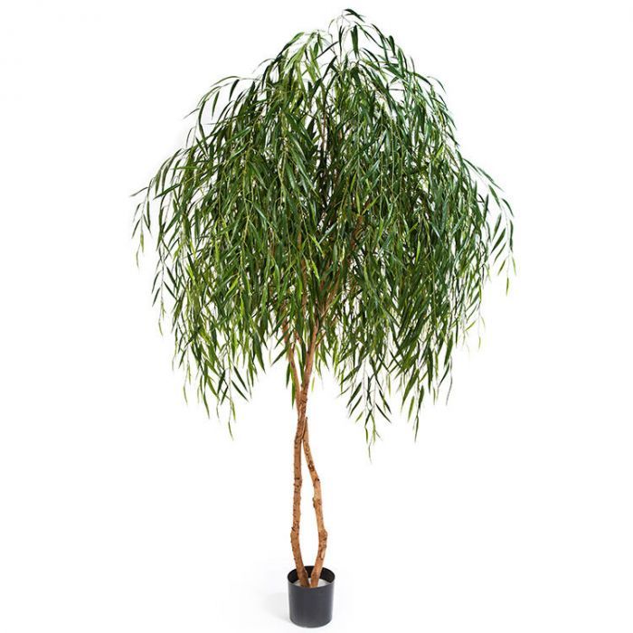 Chinese Willow Tree 210cm