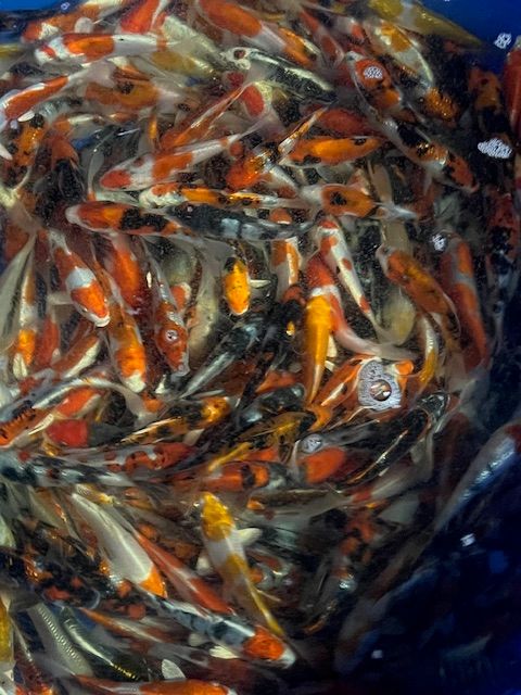 Mixed Variety 12cm+ Otsuka
