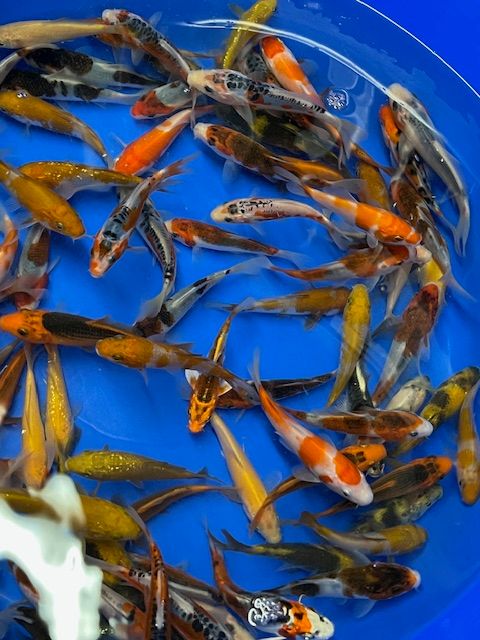 Mixed Variety 14cm+ Kase