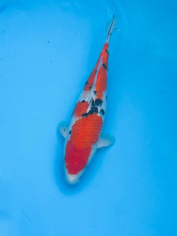 Sanke – 36cm Nisai from Kazuto 