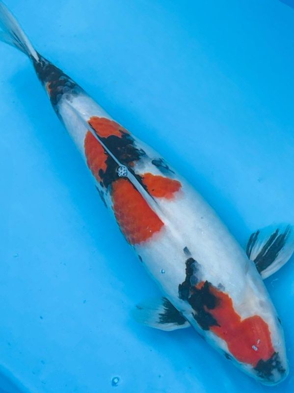 Showa – 46cm Sansai from Kazuto