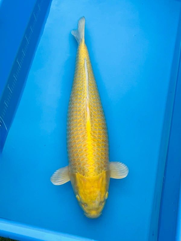 Yamabuki – 72cm Yonsai from Izumiya