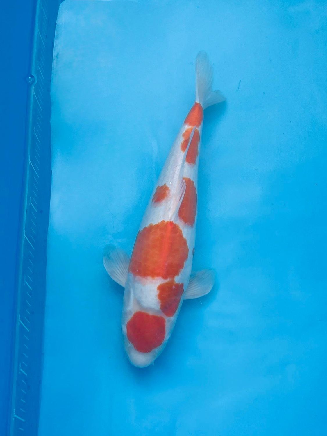 Kohaku – 44cm Nisai from Tamaura
