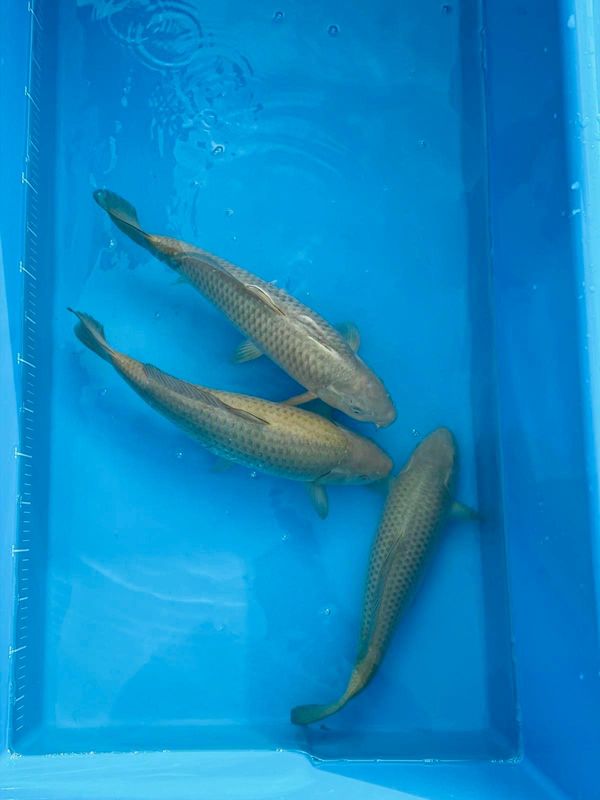Chagoi  Koi Carp
