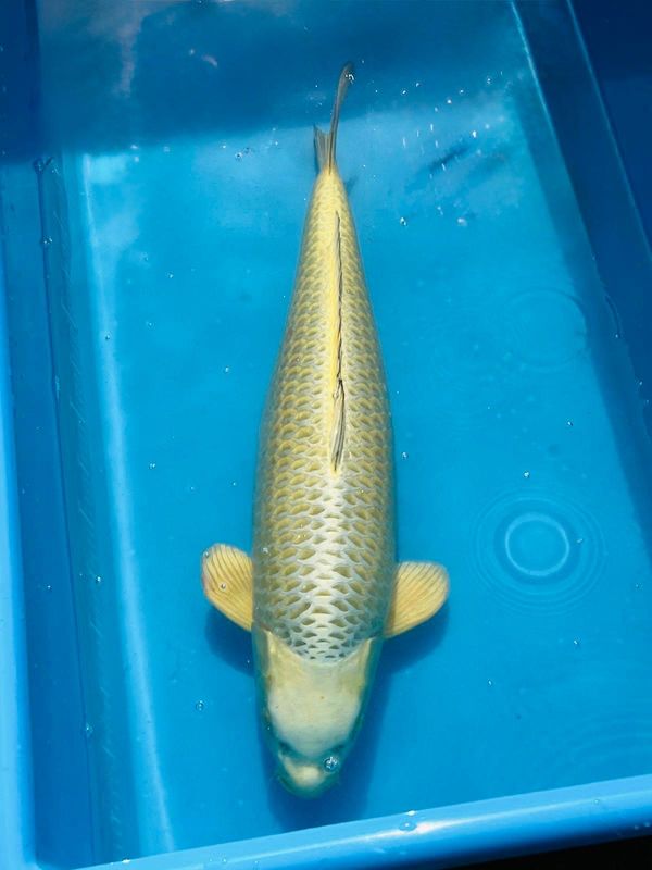 Mukashi Ogon (Female) 