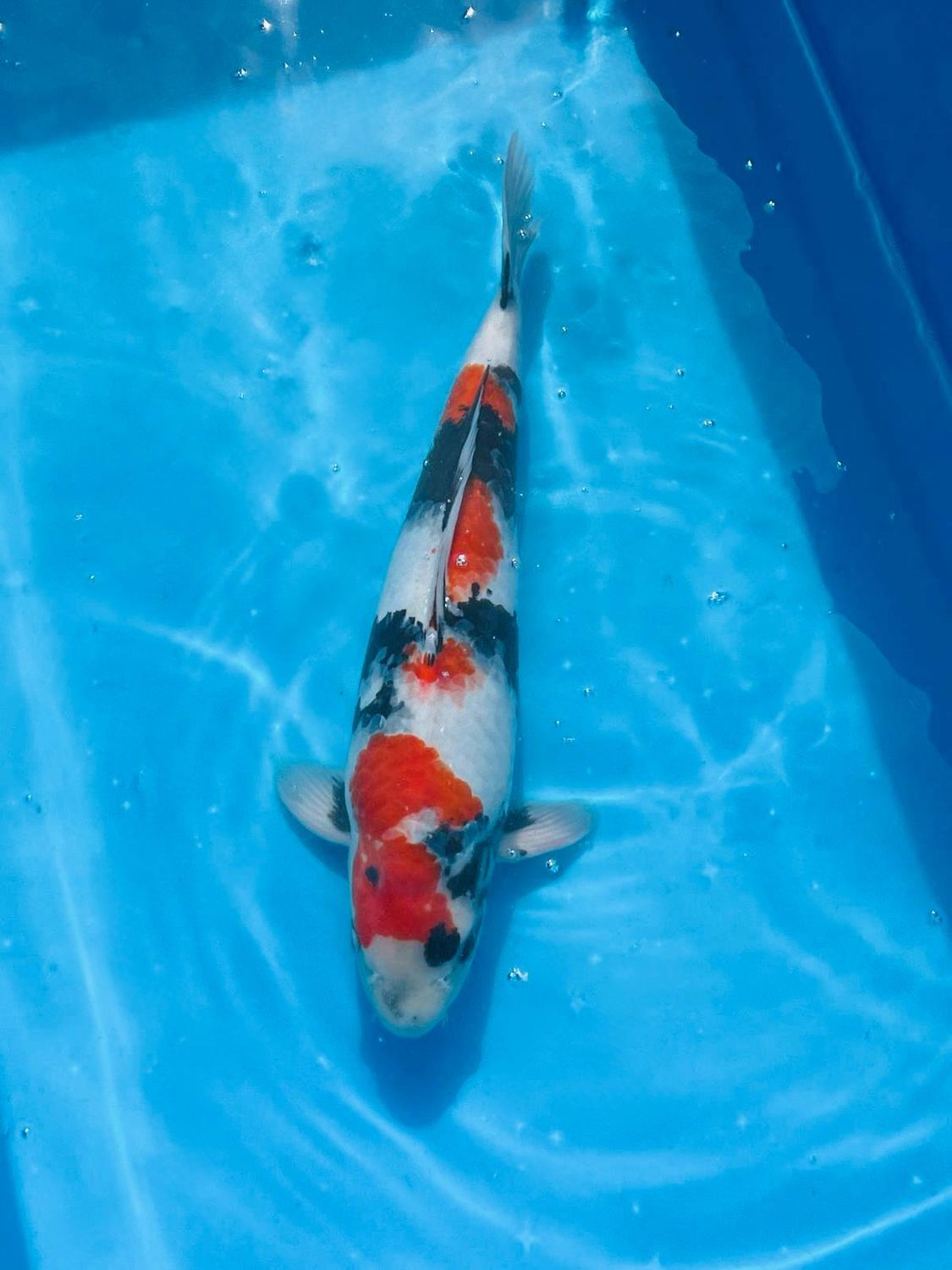 Showa – 45cm Nisai from Kazuto 