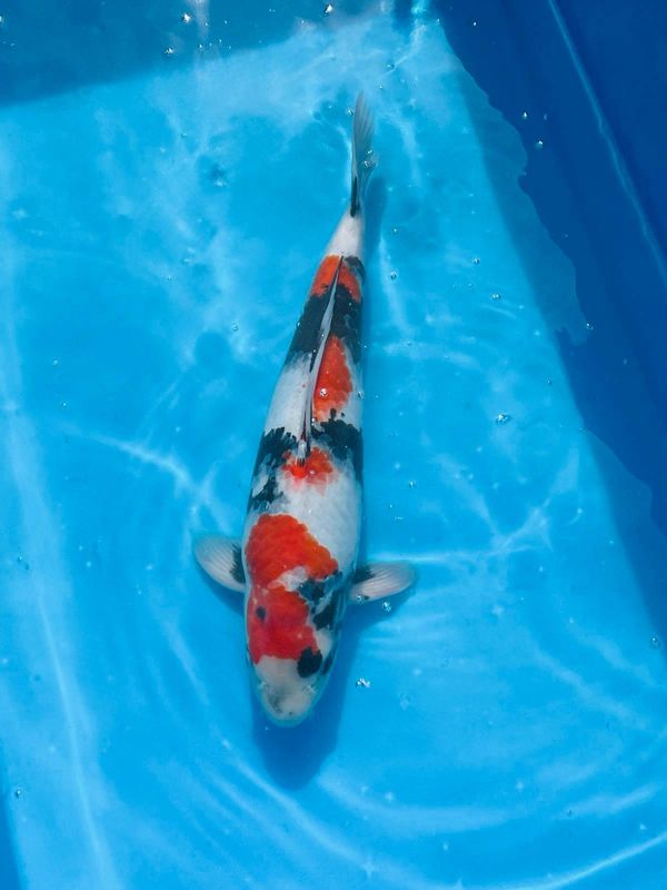 Showa – 45cm Nisai from Kazuto 