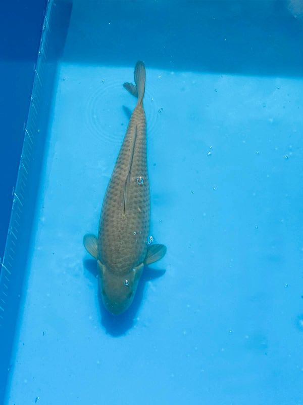 Chagoi – 39cm, 41cm & 42cm Nisai from Hirasawa