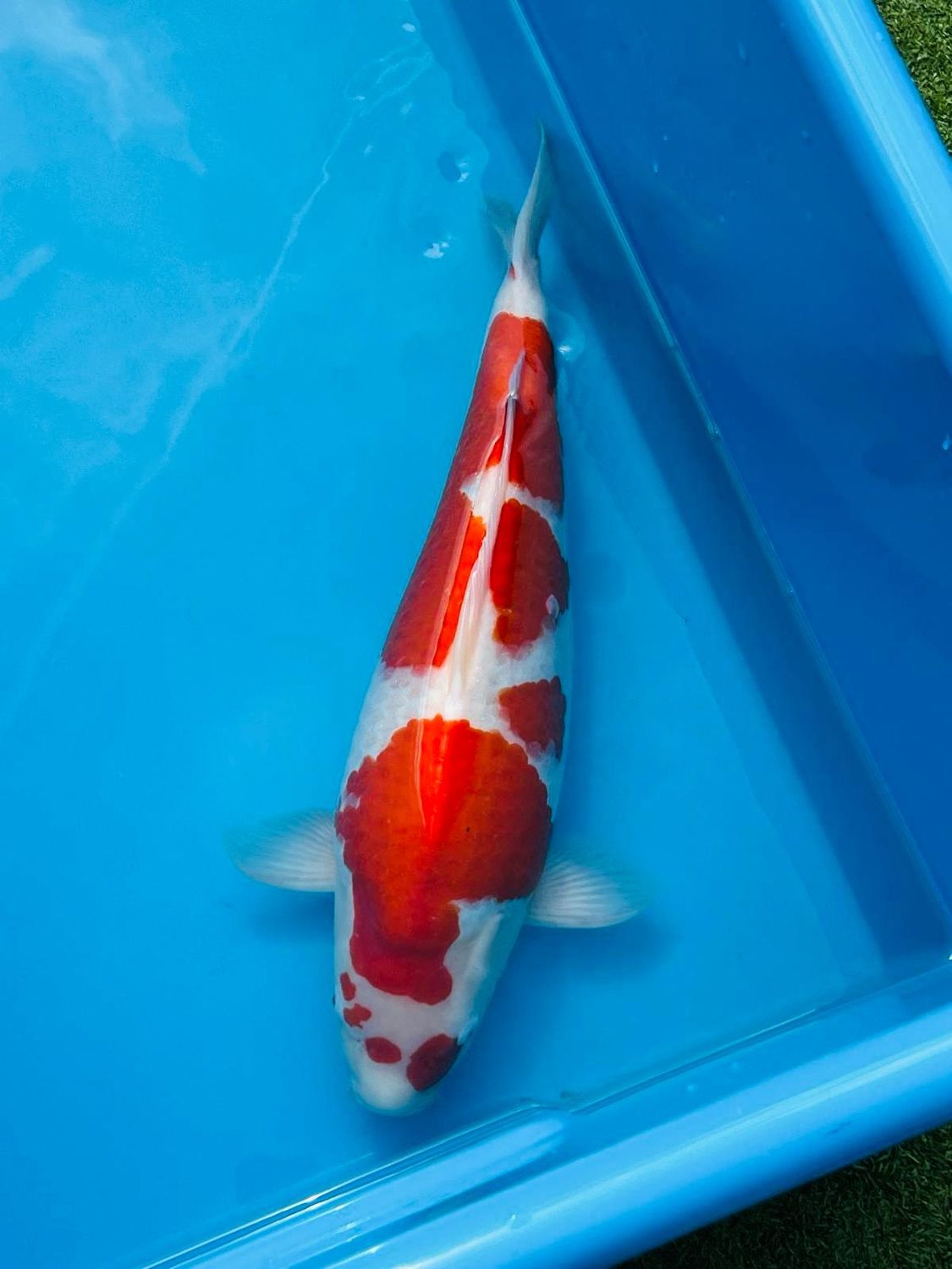 Kohaku – 55cm Sansai from Kazuto