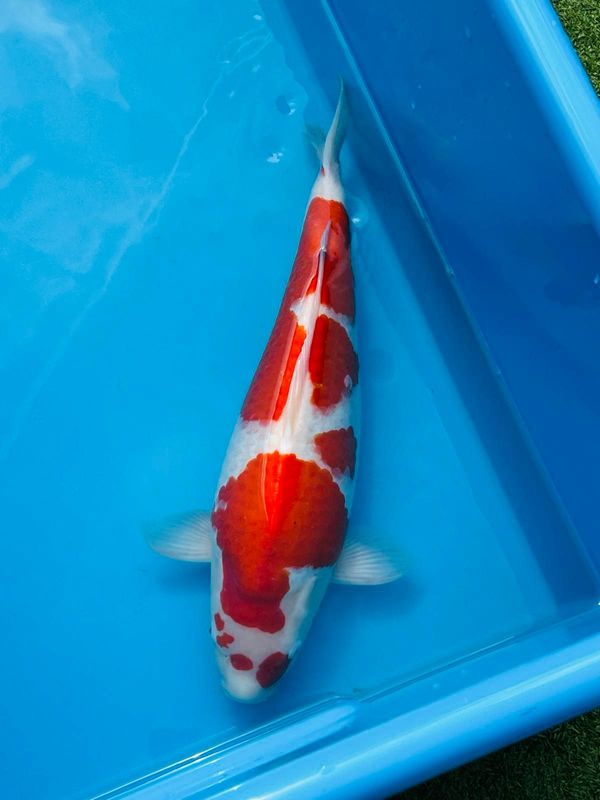 Kohaku – 55cm Sansai from Kazuto