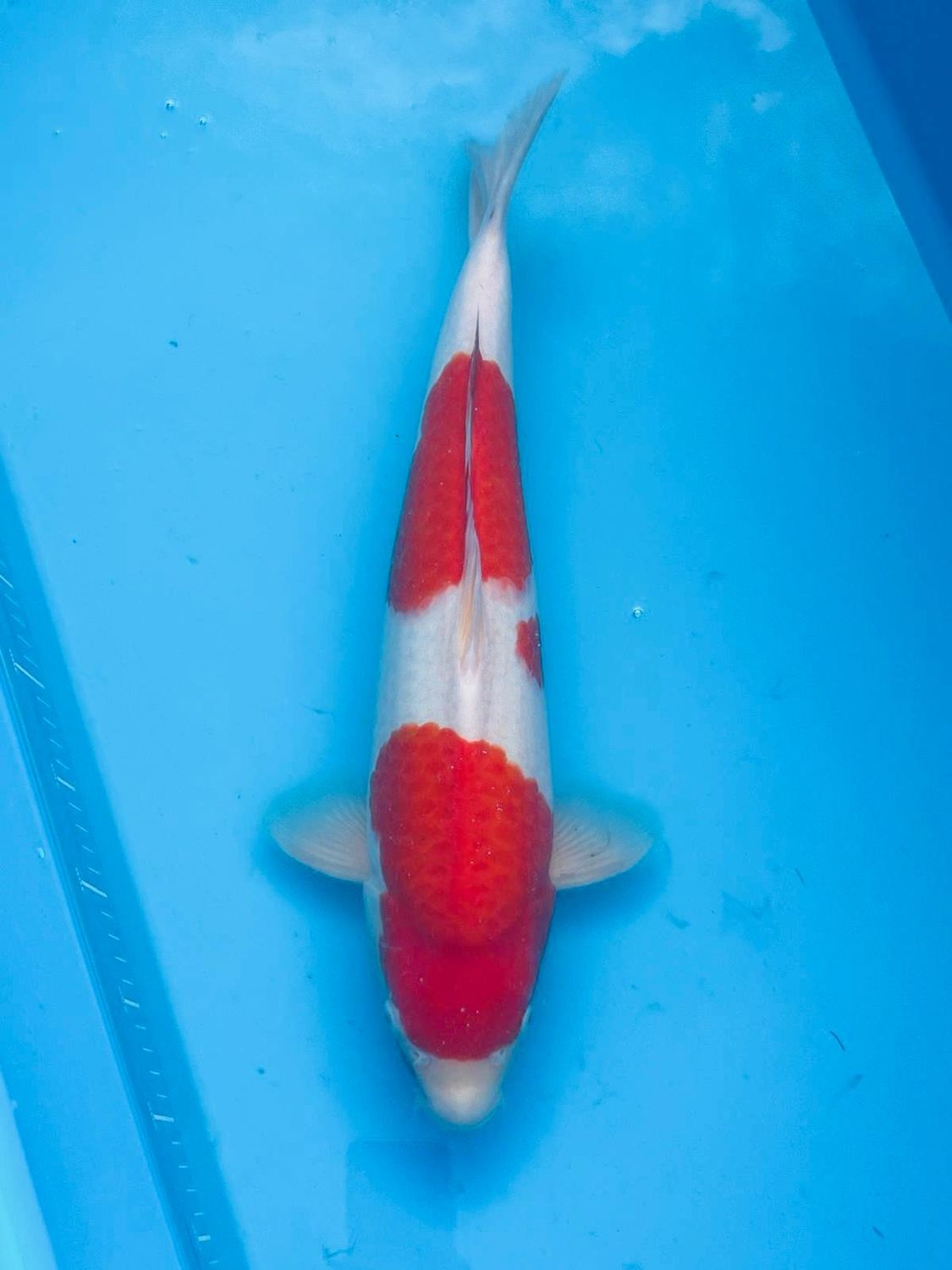 Kohaku – (Female) - 51cm Sansai from Kazuto