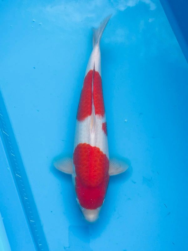 Kohaku – (Female) - 51cm Sansai from Kazuto